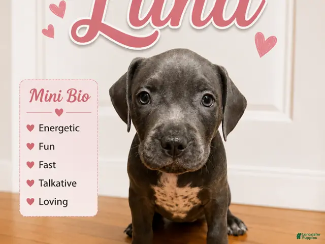 American Pit Bull Terrier dogs for sale: Luna - Ad 9