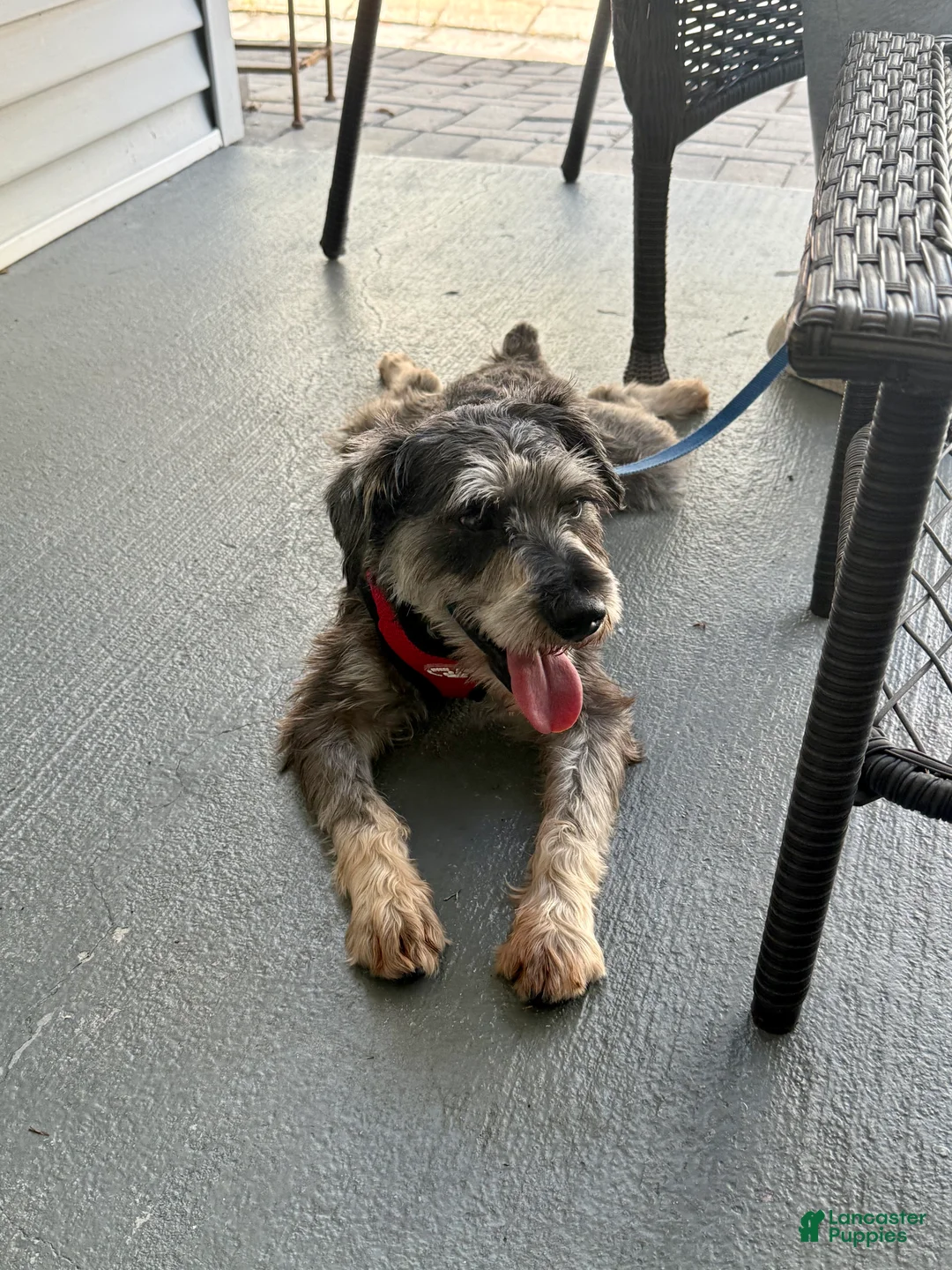 Miniature Schnauzer dogs for sale: Yoshi  - Ad 2