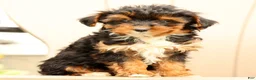 Morkie dogs for sale: Darcy - Ad 6