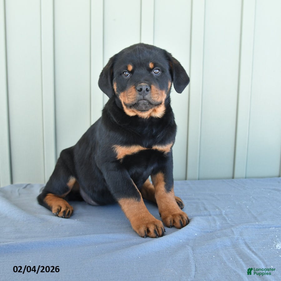 Rottweiler dogs Tango - Ad 16