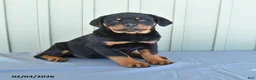 Rottweiler dogs for sale: Tango - Ad 1