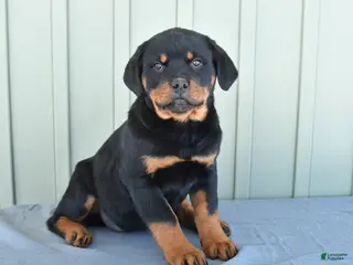 Rottweiler dogs Tango - Ad 16
