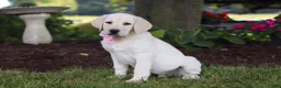 Labrador Retriever dogs for sale: Brittany - Ad 3
