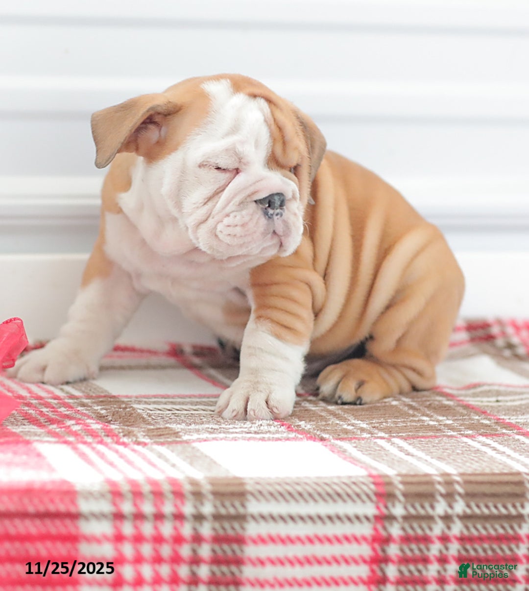 English Bulldog dogs for sale: Richard - Ad 6