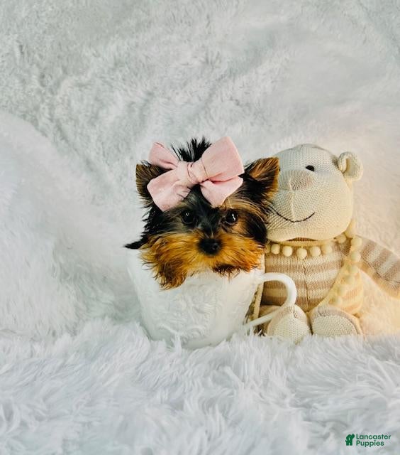Yorkshire Terrier dogs Yorkshire Terrier Hand Delivery Available - Ad 2
