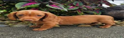 Dachshund dogs for sale: Rex - Ad 3