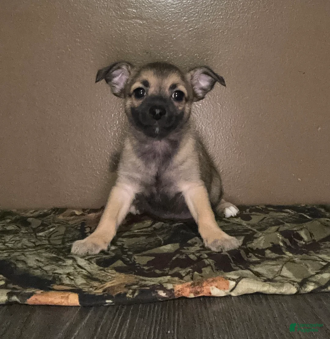 Chihuahua dogs for sale: Chihuahua Puppy 1 - Ad 6