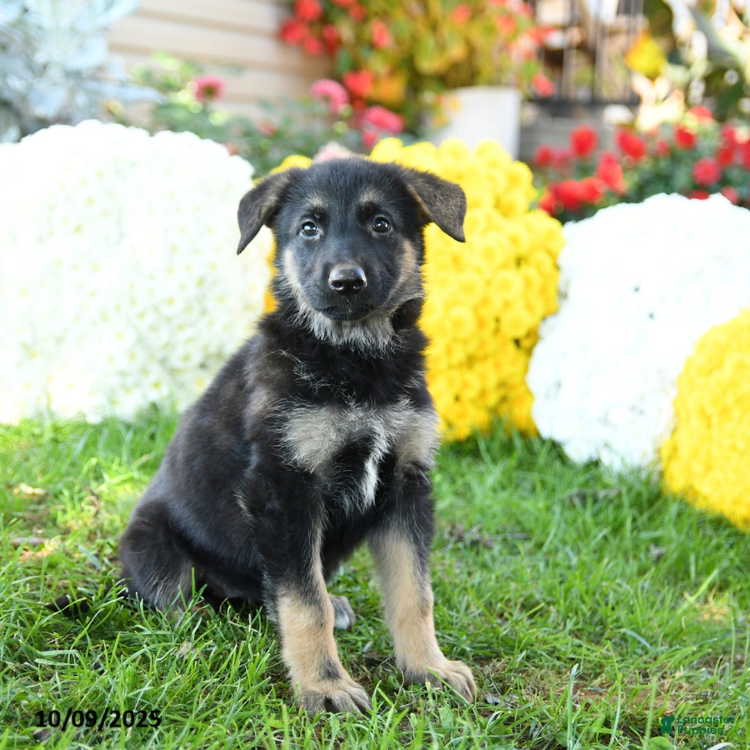 German Shepherd dogs for sale: Royal - Ad 4