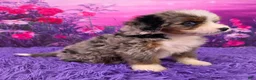 Mini Bernedoodle dogs for sale: Karma - Ad 2