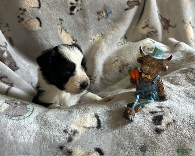 Miniature Australian Shepherd dogs Miniature Australian Shepherd Puppy 1 - Ad 36