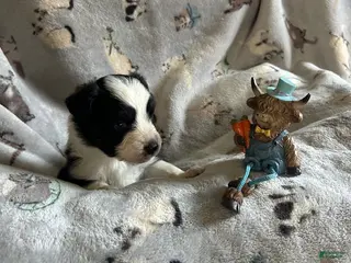 Miniature Australian Shepherd dogs Miniature Australian Shepherd Puppy 1 - Ad 36