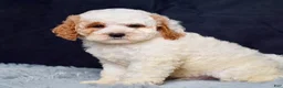 Mini Goldendoodle dogs for sale: Mr. Silas - Ad 4