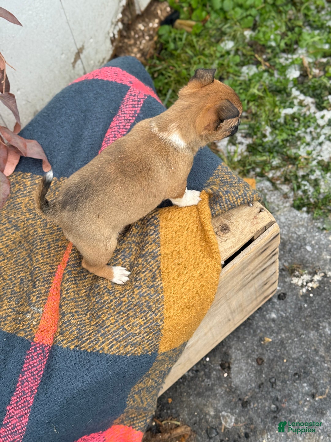 Chihuahua dogs for sale: Bandit - Ad 13