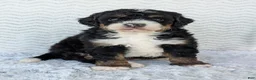 Mini Bernedoodle dogs for sale: Mini Nemo  - Ad 14