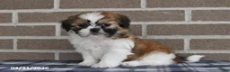 Shih Tzu dogs for sale: Wanda - Ad 2