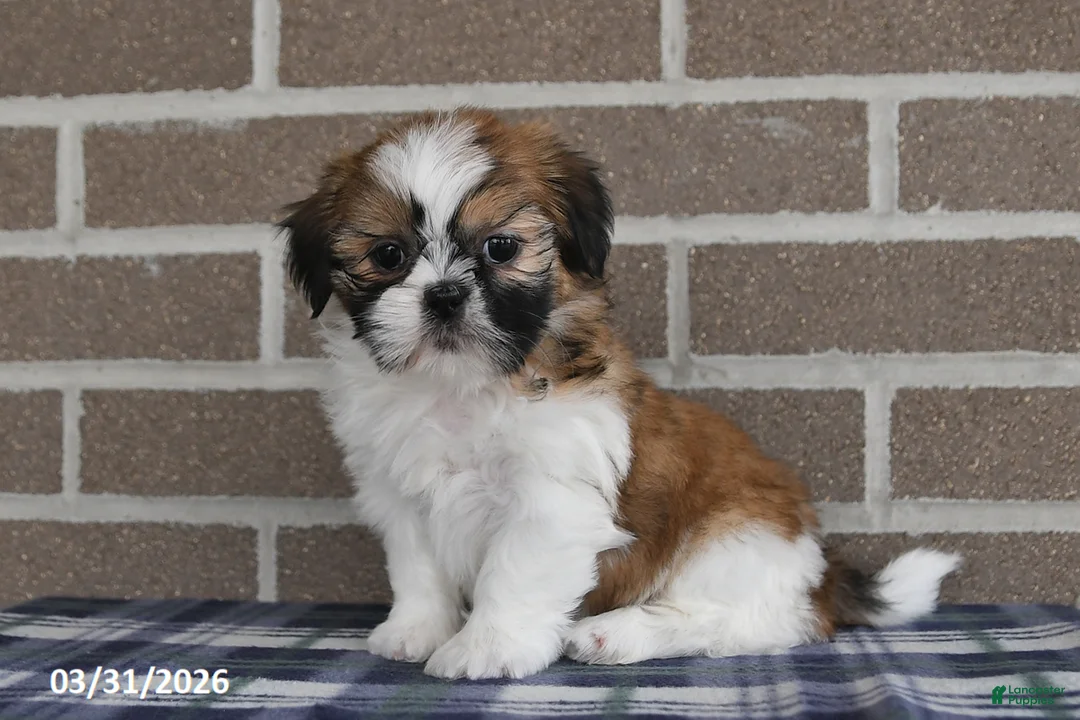 Shih Tzu dogs for sale: Wanda - Ad 2