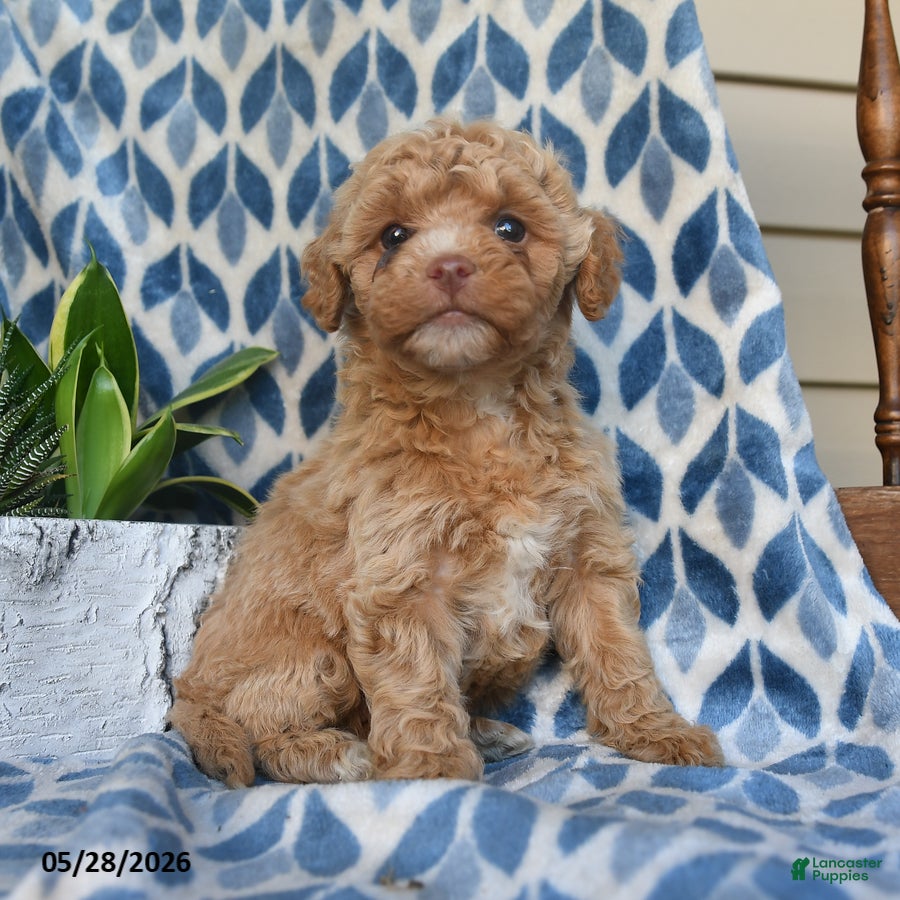 Labradoodle dogs Ayana - Ad 1