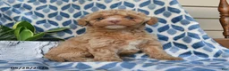Labradoodle dogs for sale: Ayana - Ad 1
