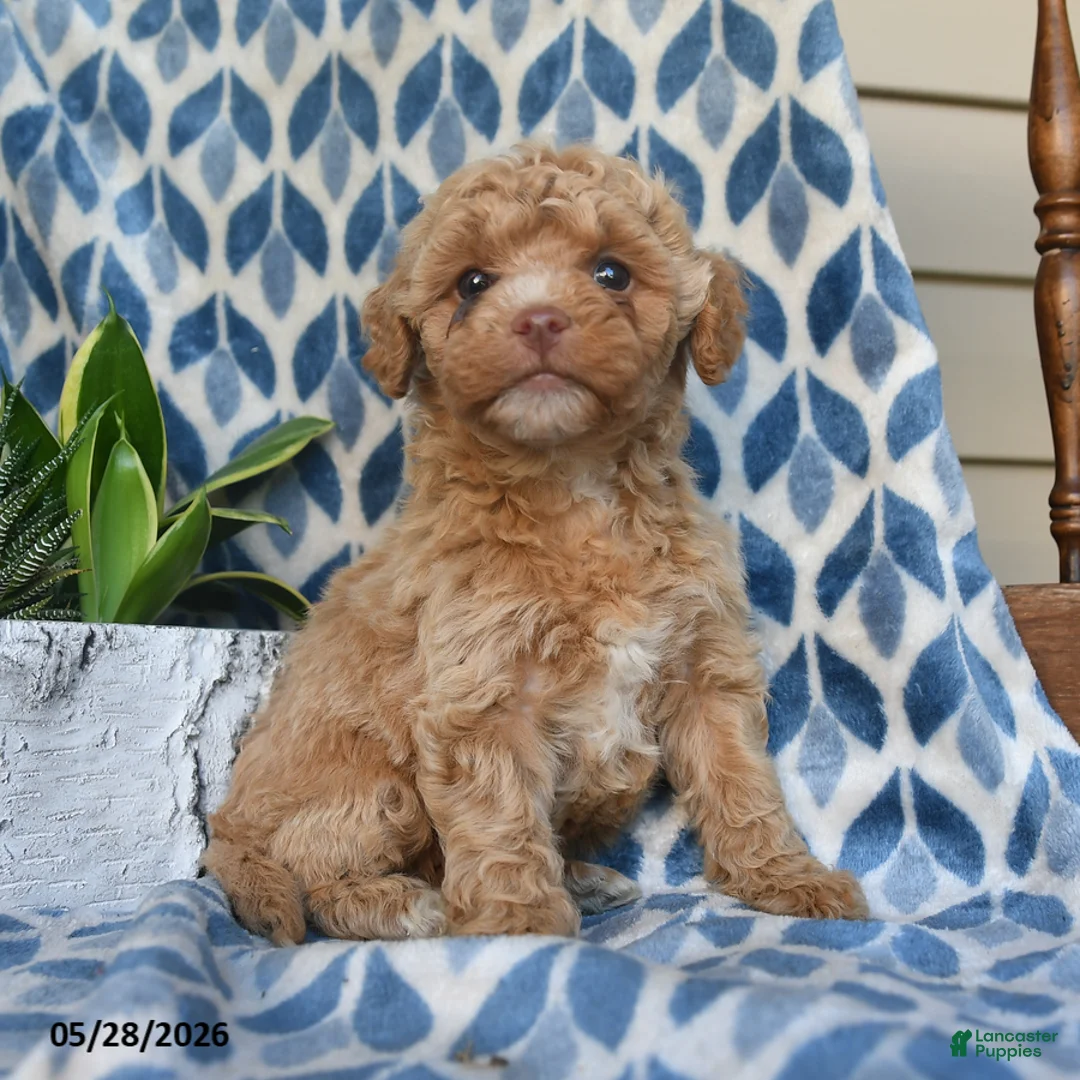 Labradoodle dogs for sale: Ayana - Ad 1