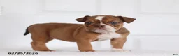 English Bulldog dogs for sale: Roxie - Ad 5