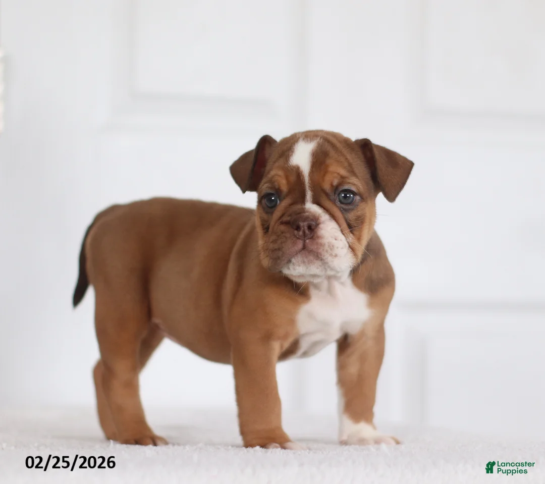 English Bulldog dogs for sale: Roxie - Ad 5