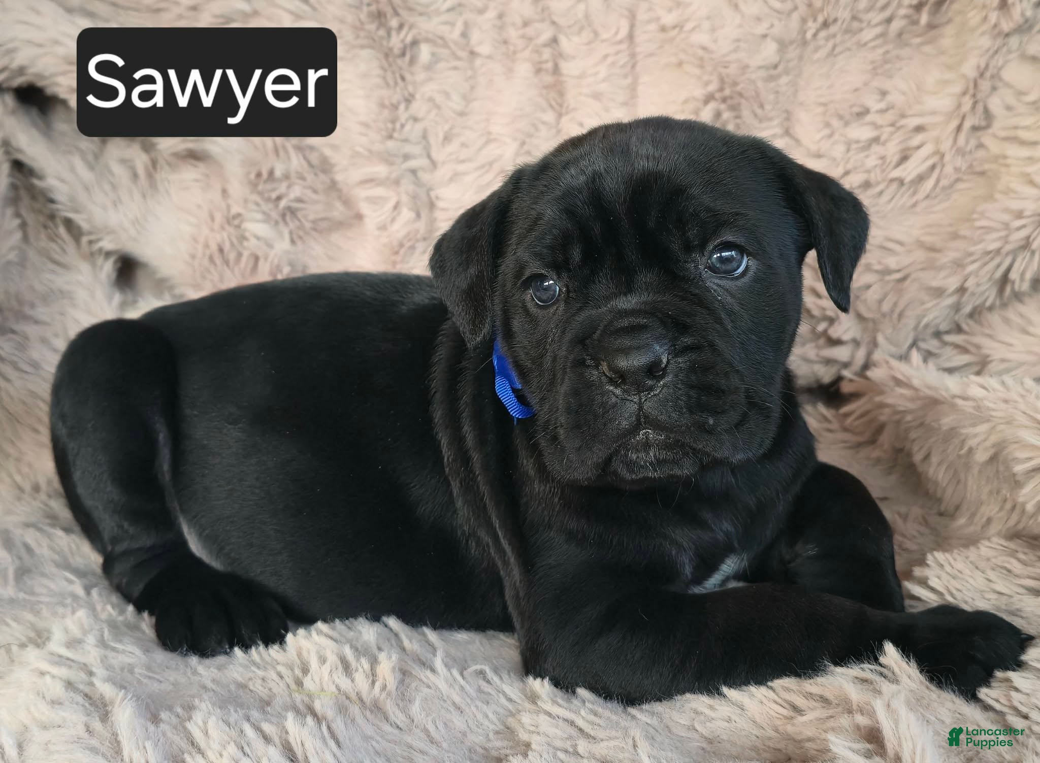 Cane Corso dogs Sawyer - Ad 13