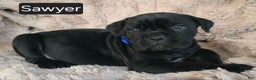 Cane Corso dogs for sale: Sawyer - Ad 1