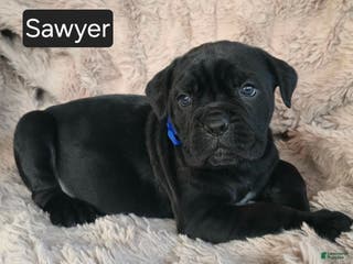 Cane Corso dogs Sawyer - Ad 35