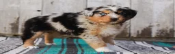 Australian Shepherd dogs for sale: Kayden - Ad 7