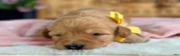 Goldendoodle dogs for sale: Wendelin - Ad 4
