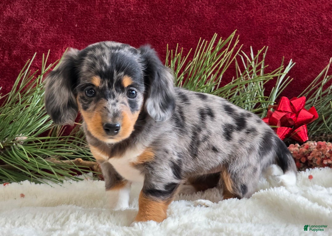 Miniature Dachshund dogs for sale: Kaycie - Ad 2
