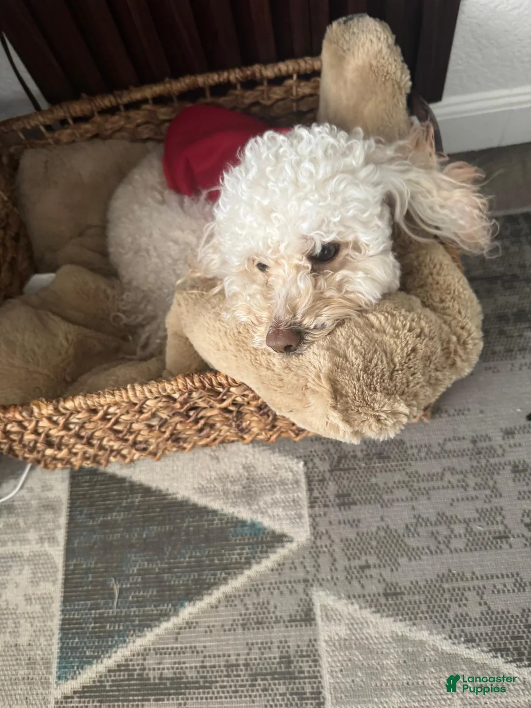 Bichpoo dogs for sale: Bichpoo Puppy 1 - Ad 2