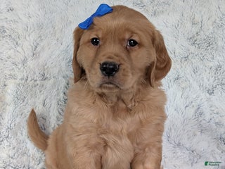 Golden Retriever dogs Porter - Ad 12