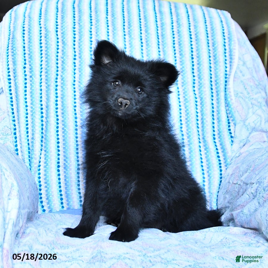 Pomsky dogs Misty - Ad 1