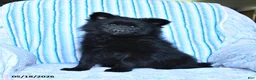 Pomsky dogs for sale: Misty - Ad 1