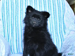 Pomsky dogs for sale: Misty - Ad 2
