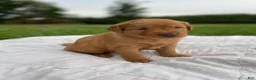 Golden Retriever dogs for sale: Pixie - Ad 8