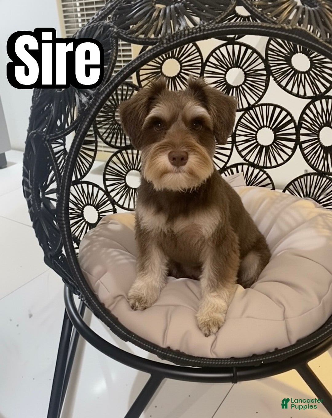 Miniature Schnauzer dogs for sale: Miniature Schnauzer Puppy 2 - Ad 3