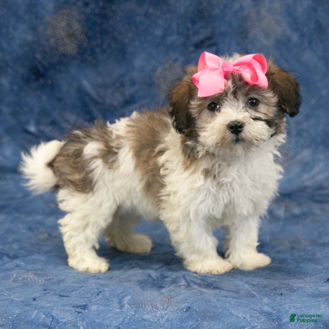 Havanese dogs for sale: Honey - Ad 1