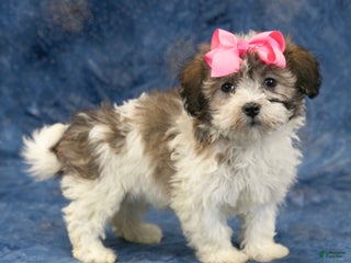 Havanese dogs Honey - Ad 5