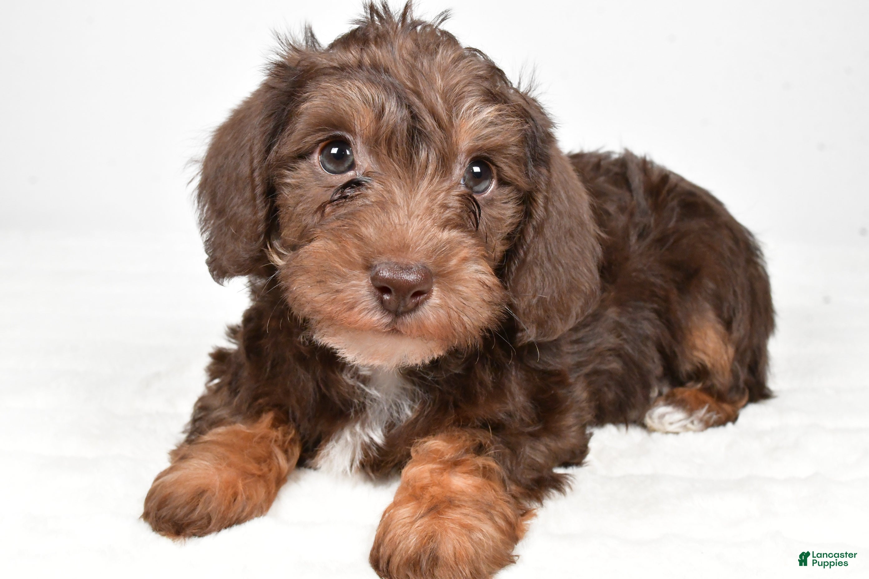 Mixed Breed dogs Pluto - Ad 11