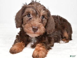 Mixed Breed dogs Pluto - Ad 9