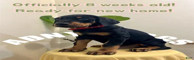 Doberman Pinscher (Male)