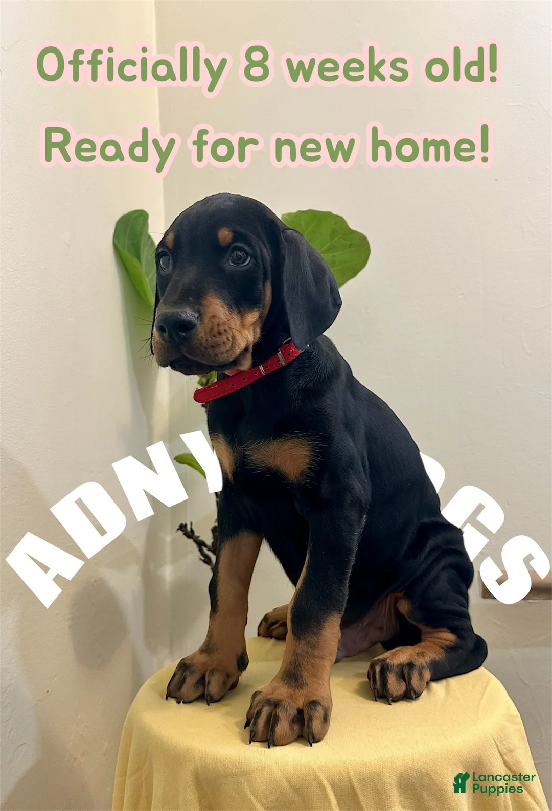 Doberman Pinscher dogs for sale: Doberman Pinscher (Male) - Ad 1