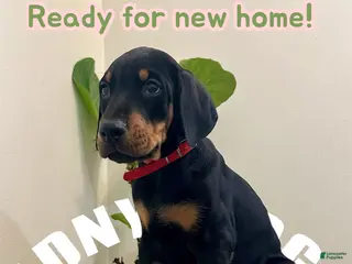 Doberman Pinscher dogs Doberman Pinscher (Male) - Ad 42