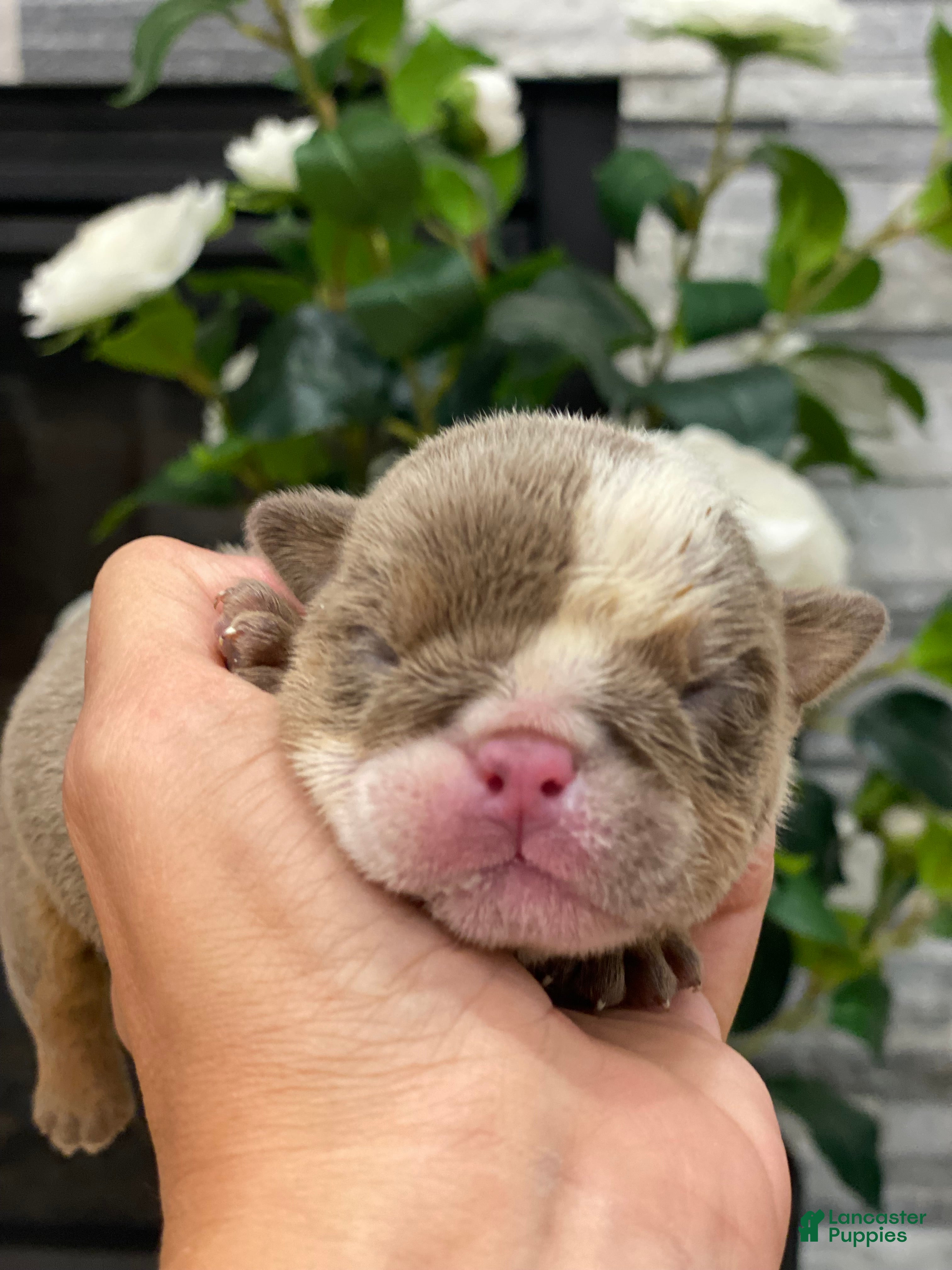 English Bulldog dogs SnowBall - Ad 17