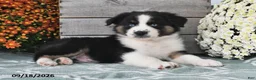 Australian Shepherd dogs for sale: Jip - Ad 3