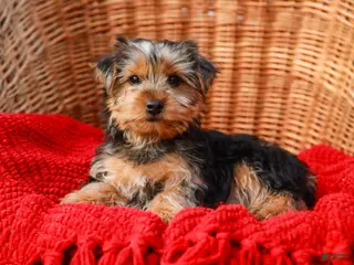 Yorkshire Terrier dogs Sport - Ad 3