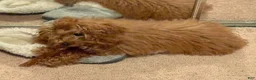 Toy Poodle dogs for sale: Male Toy Poodle Puppy  - Ad 2