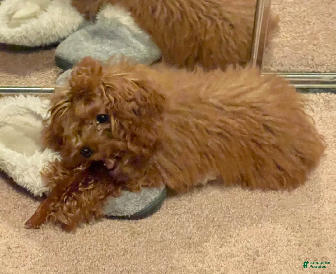 Toy Poodle dogs for sale: Male Toy Poodle Puppy  - Ad 2